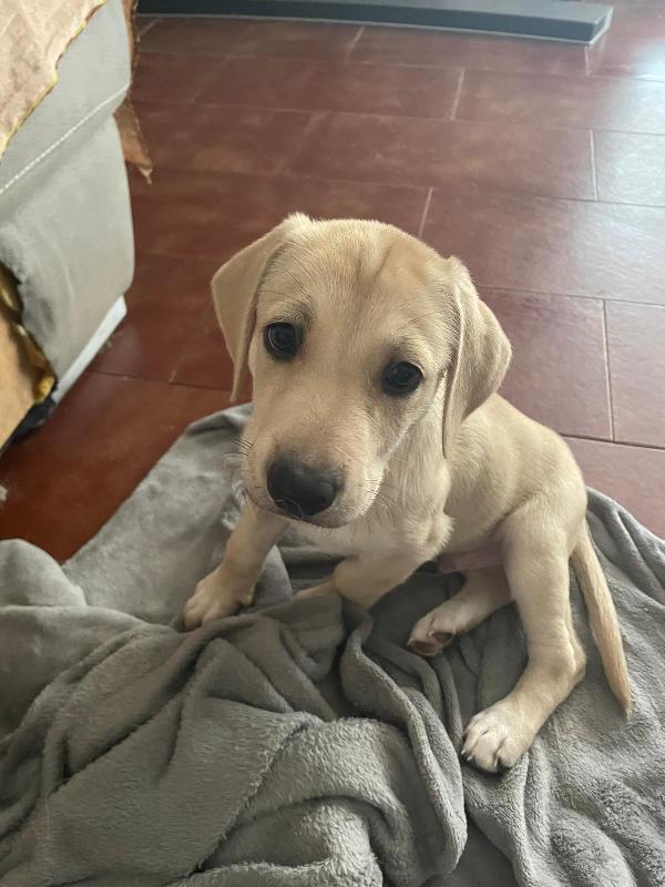 Leila e Lando due cuccioli di quasi 2 mesi cercano casa ❤️ Foto 6